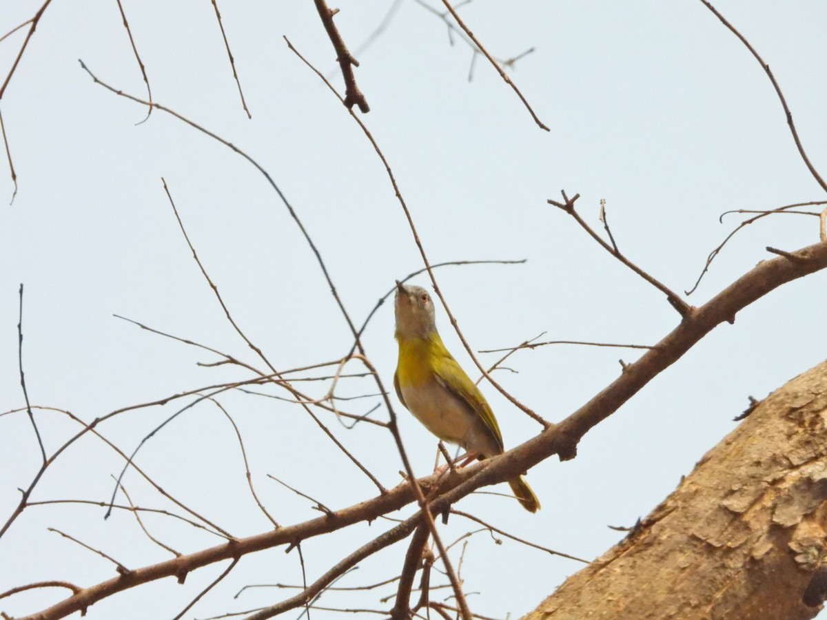 Yellow-breasted Apalis (Yellow-breasted) - ML615508732