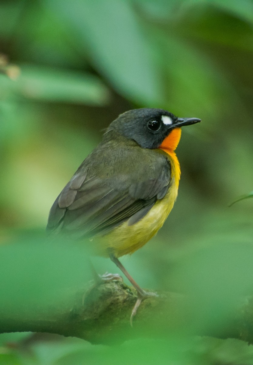 Yellow-breasted Forest Robin - ML615508780