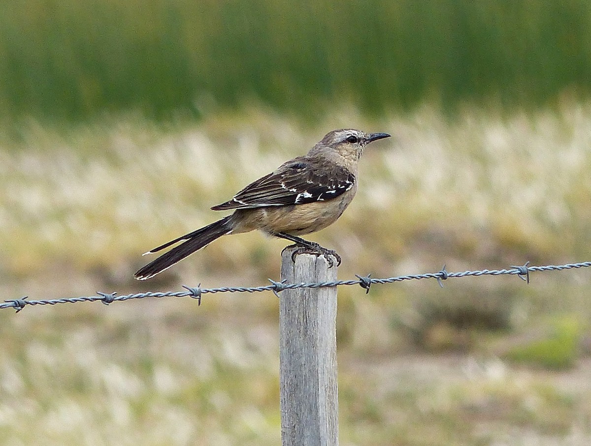 Patagonian Mockingbird - ML615508781