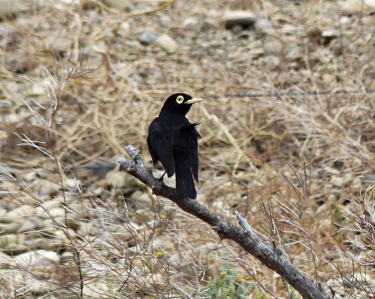 Spectacled Tyrant - ML615508799