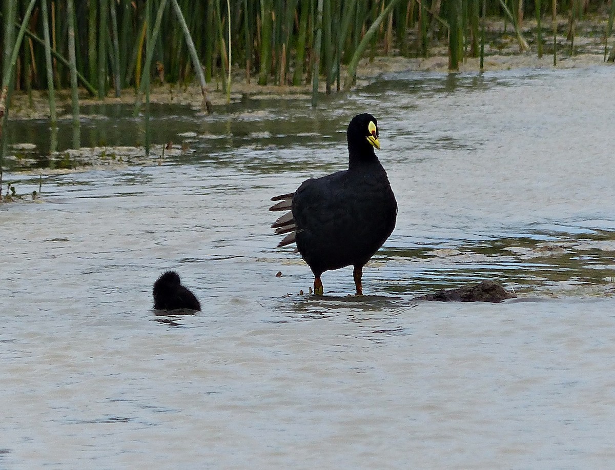 Red-gartered Coot - ML615508877