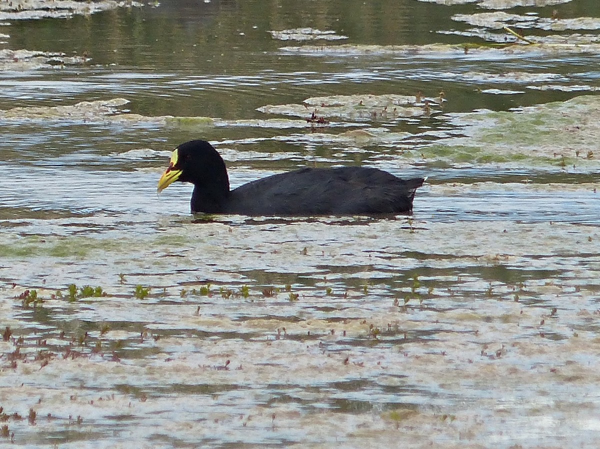 Red-gartered Coot - ML615508878