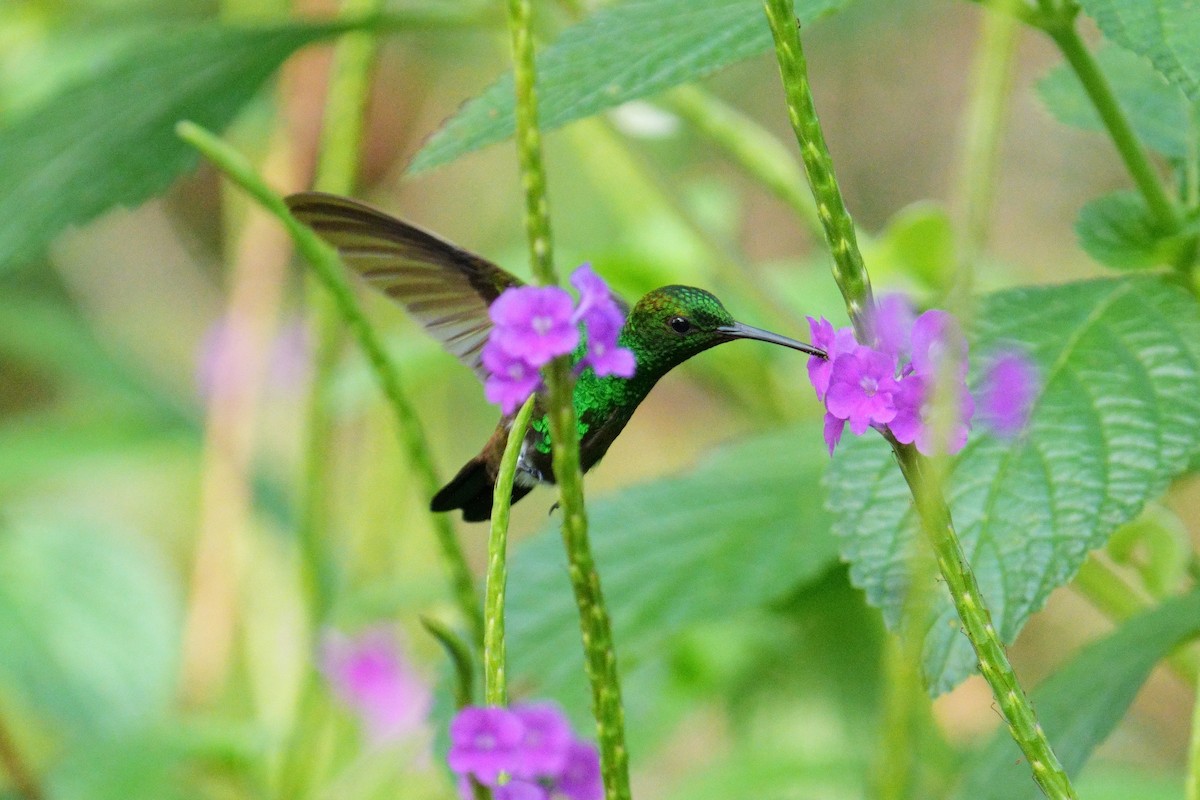 Copper-rumped Hummingbird - Ryszard Chudzik