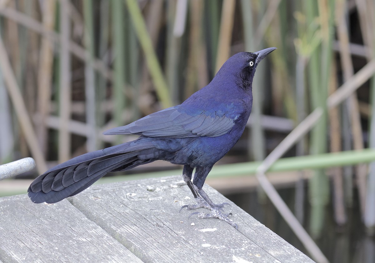 Great-tailed Grackle - ML615509003