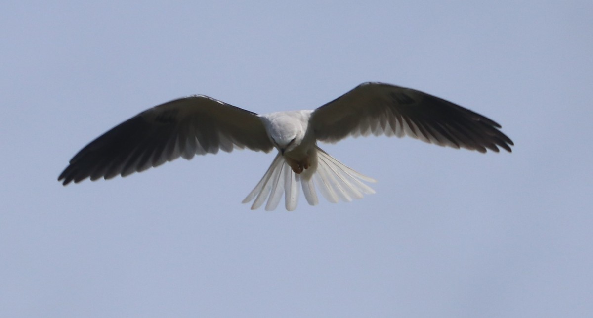 White-tailed Kite - ML615509034