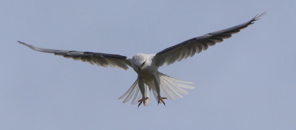 White-tailed Kite - ML615509035