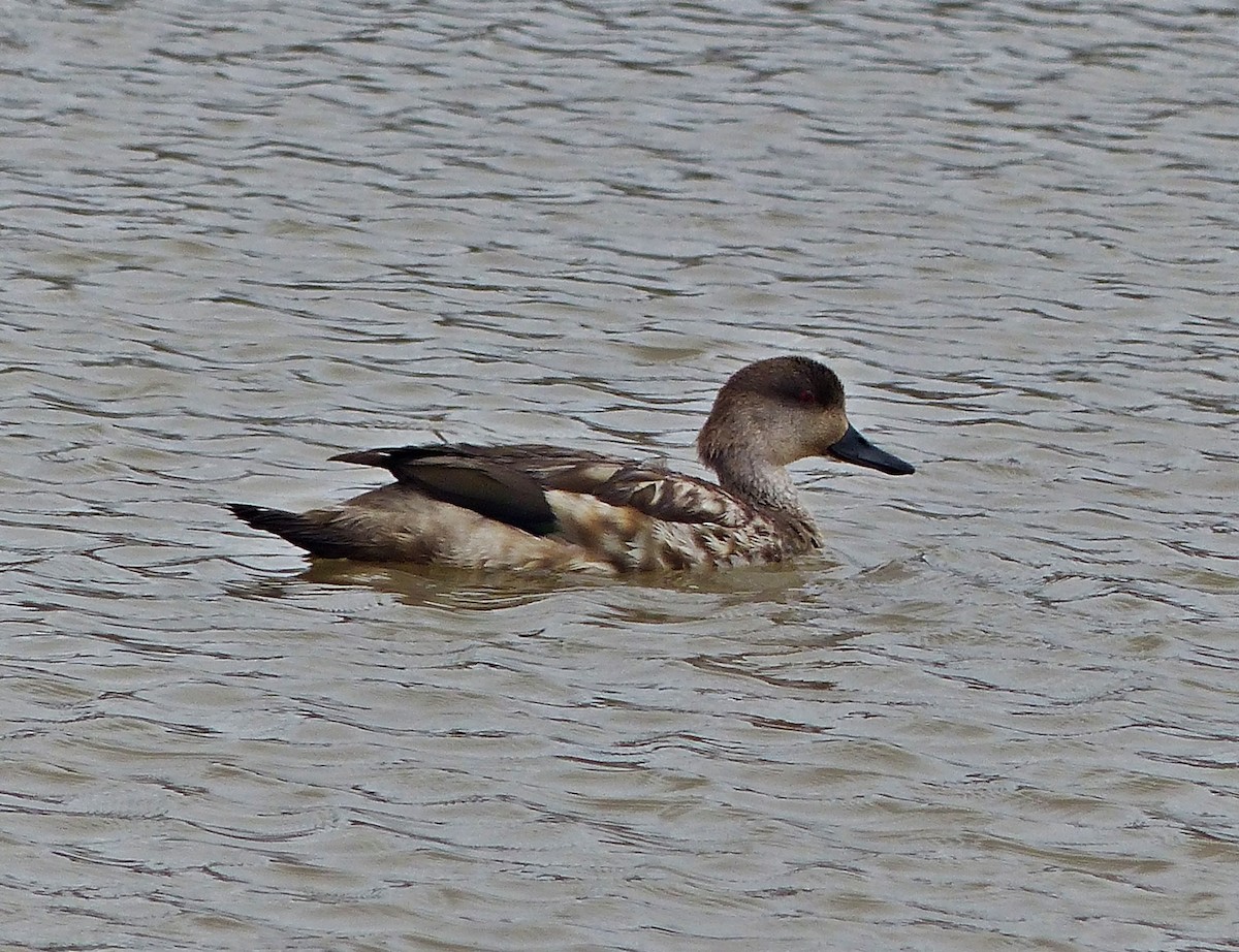 Crested Duck - ML615509065