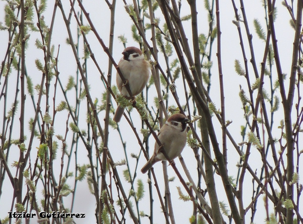 Eurasian Tree Sparrow - ML615509092