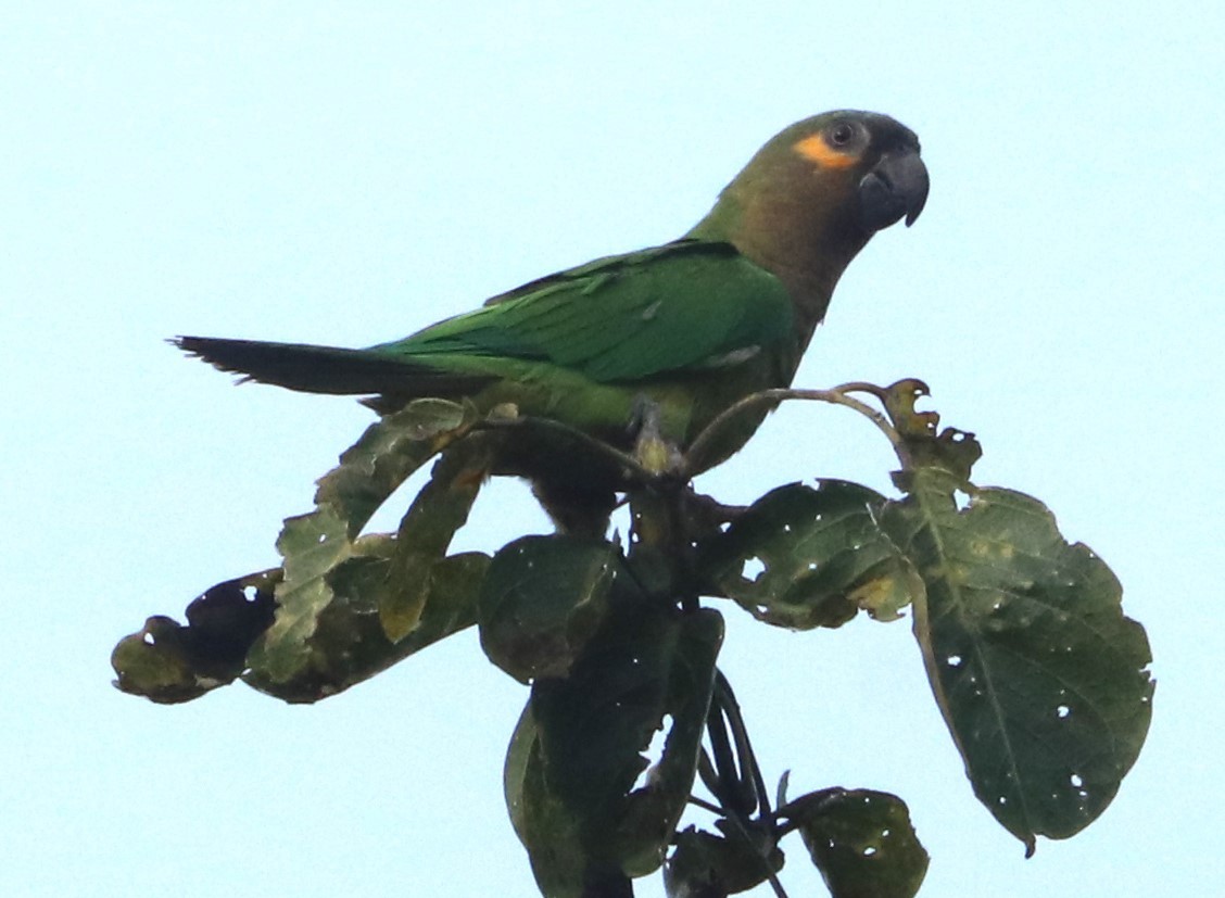 Brown-throated Parakeet - ML615509158