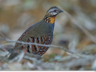 Rufous-throated Partridge - Arborophila rufogularis - Birds of the World