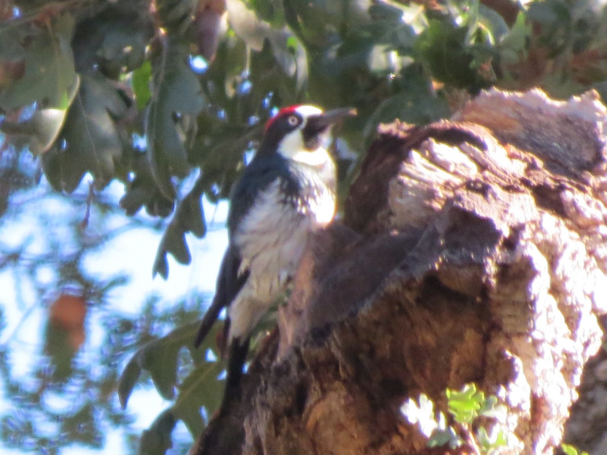 Acorn Woodpecker - ML615509214