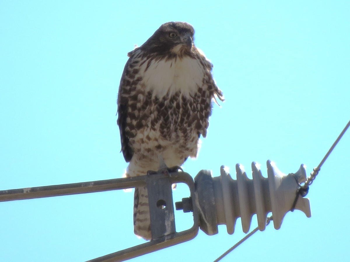 Red-tailed Hawk - ML615509345