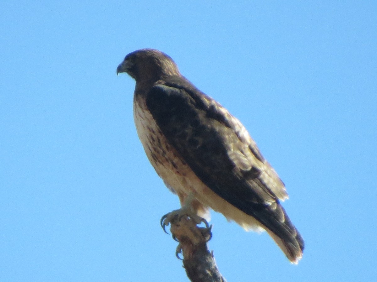 Red-tailed Hawk - ML615509346