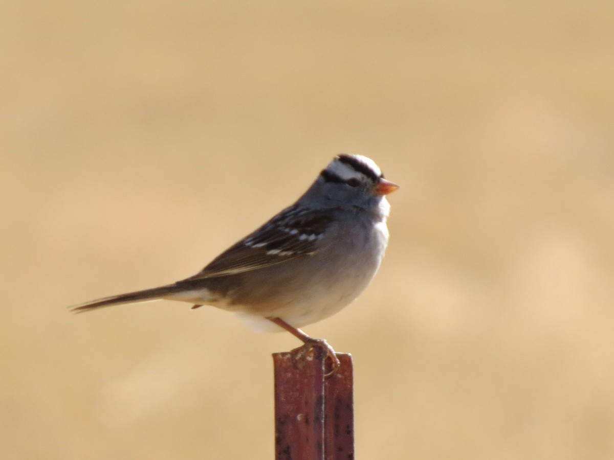 White-crowned Sparrow - ML615509355