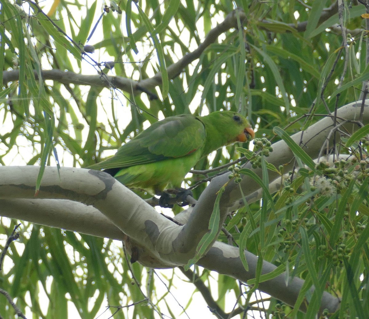 Red-winged Parrot - ML615509362