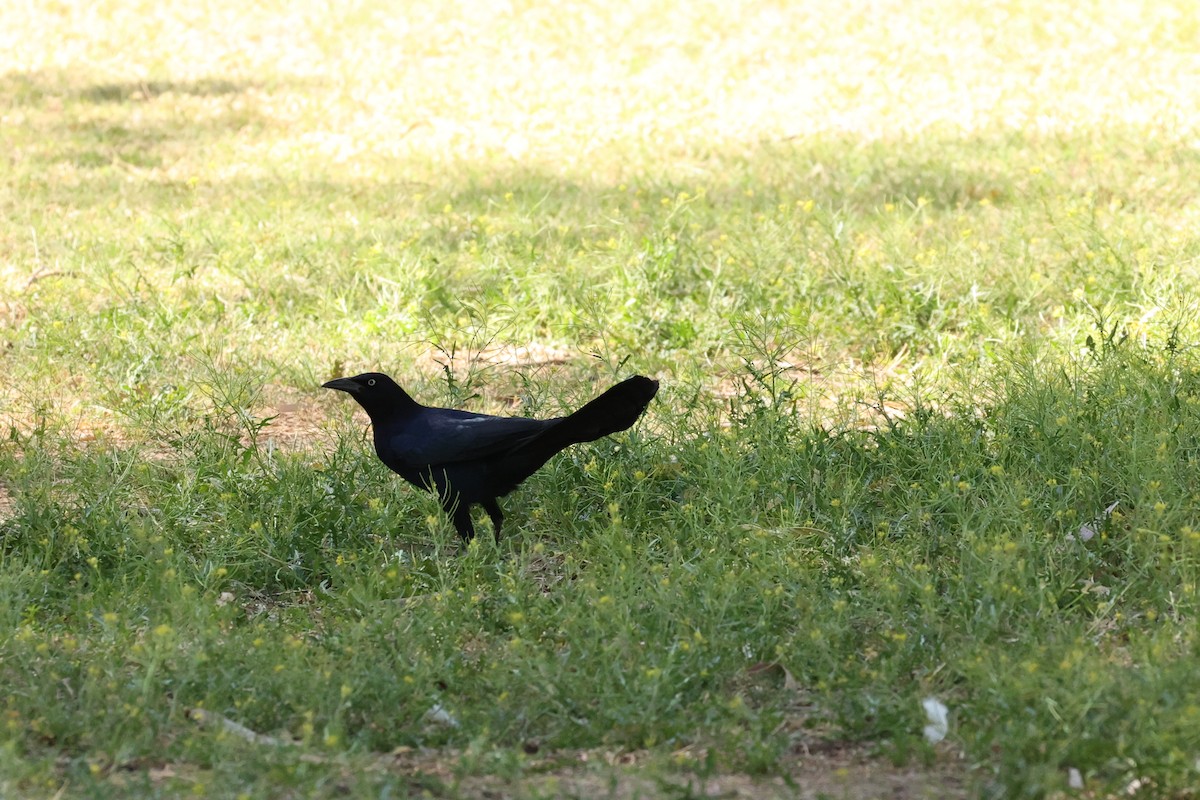 Great-tailed Grackle - Millie and Peter Thomas