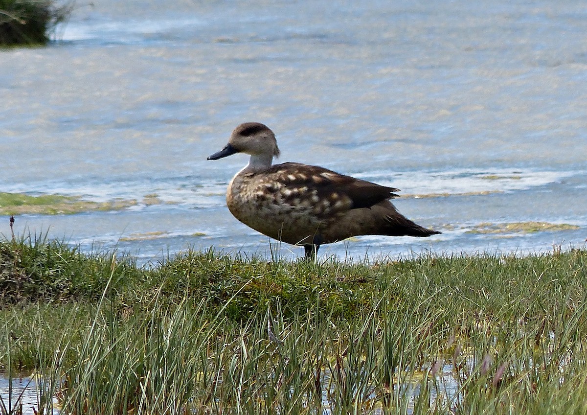 Crested Duck - ML615509559