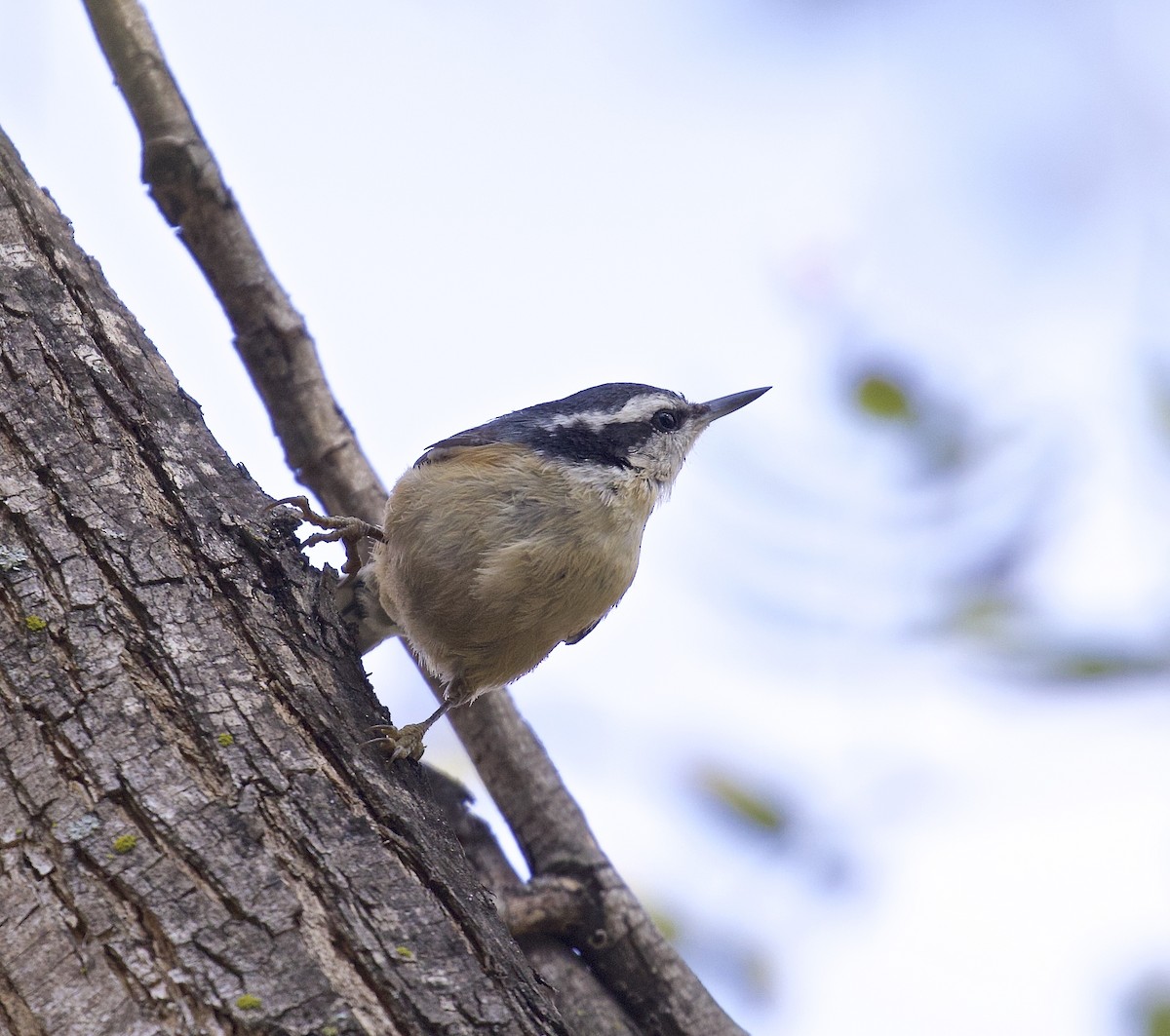 Red-breasted Nuthatch - ML615509573