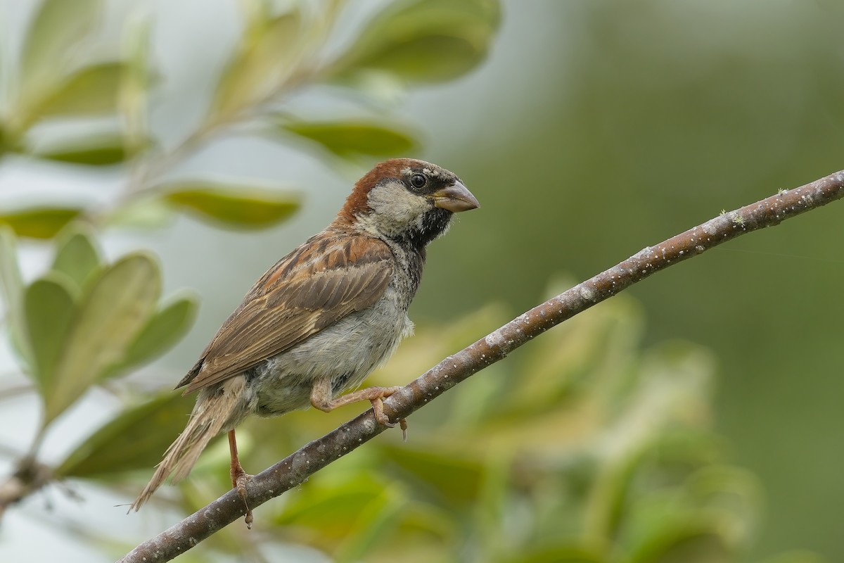 House Sparrow - ML615509595