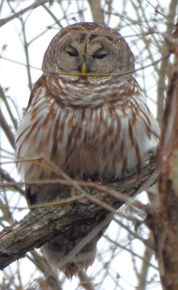 Barred Owl - ML615509755