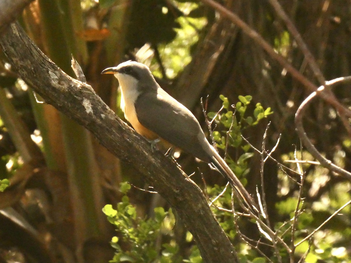 Mangrove Cuckoo - ML615509823