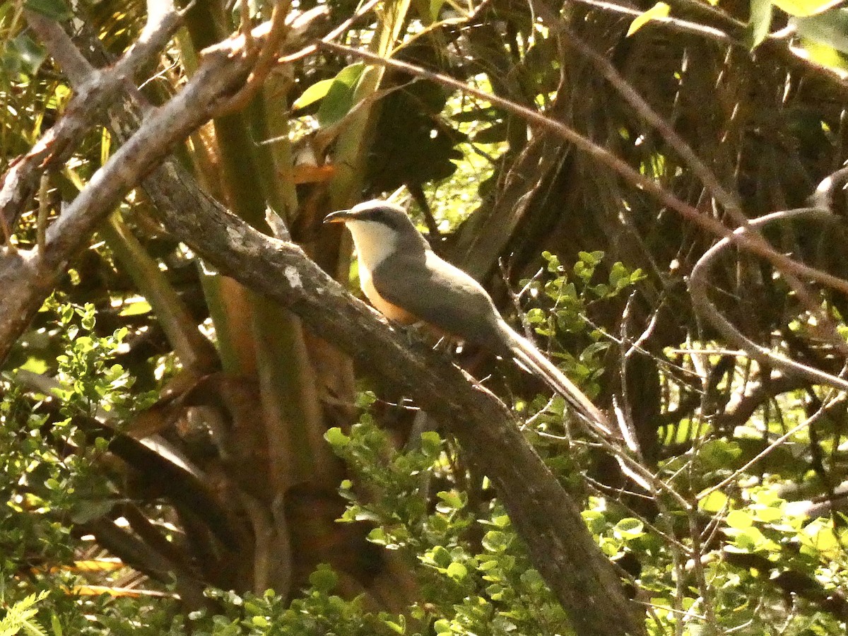 Mangrove Cuckoo - ML615509824