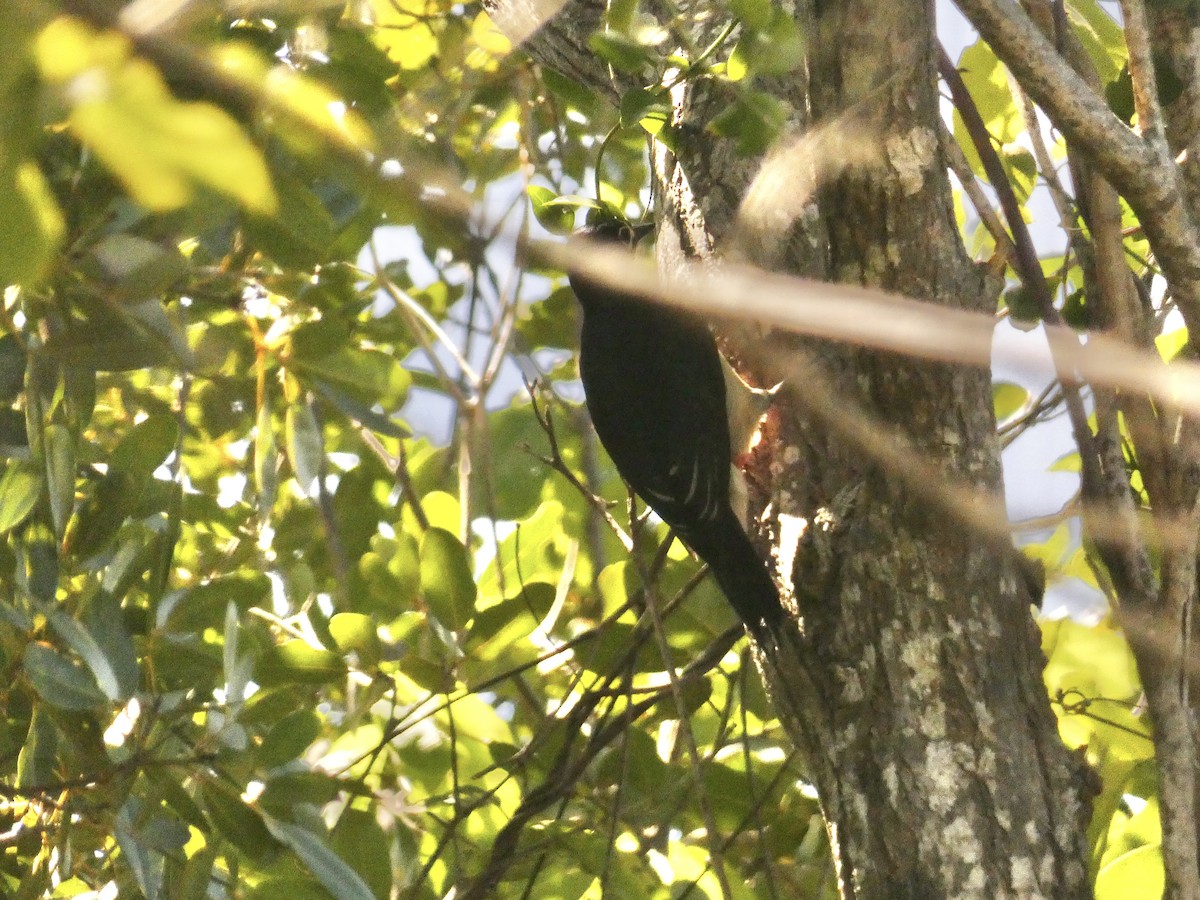 Puerto Rican Woodpecker - ML615509828