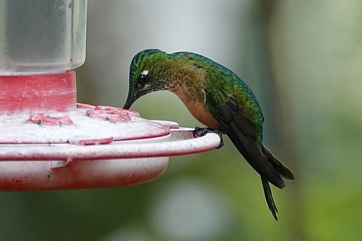 Long-tailed Sylph - ML615509847