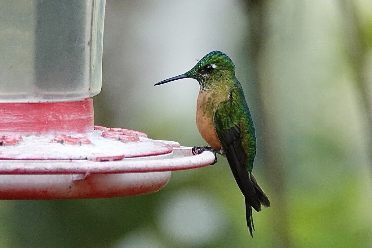 Long-tailed Sylph - ML615509848