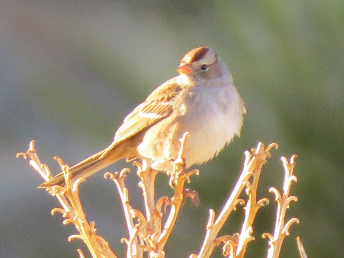White-crowned Sparrow - ML615509965