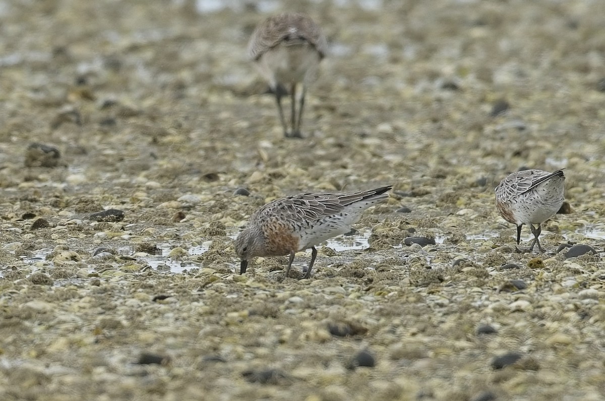 Red Knot - Cody Matheson