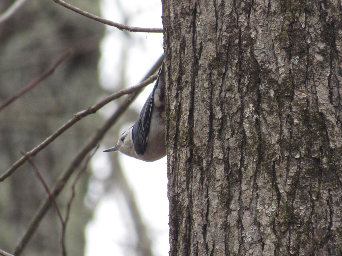 White-breasted Nuthatch - ML615510092