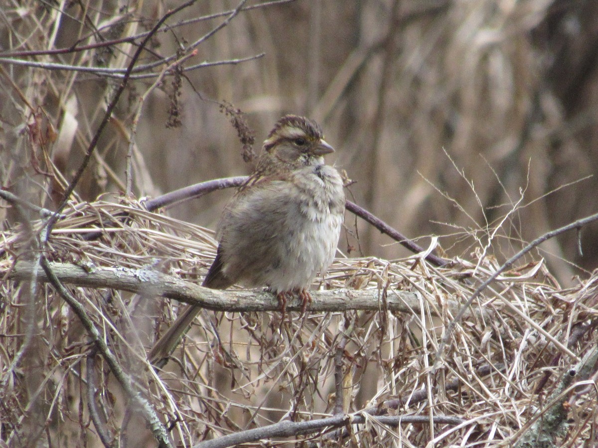 White-throated Sparrow - ML615510108