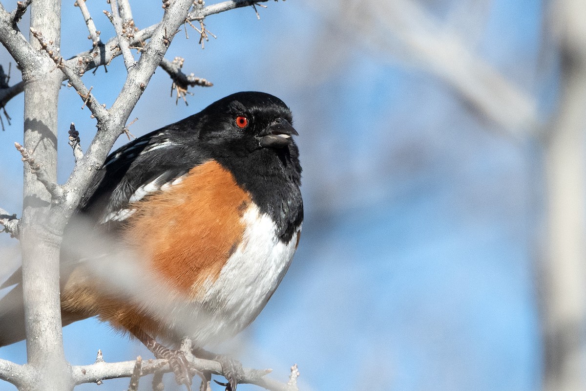 Spotted Towhee - ML615510130