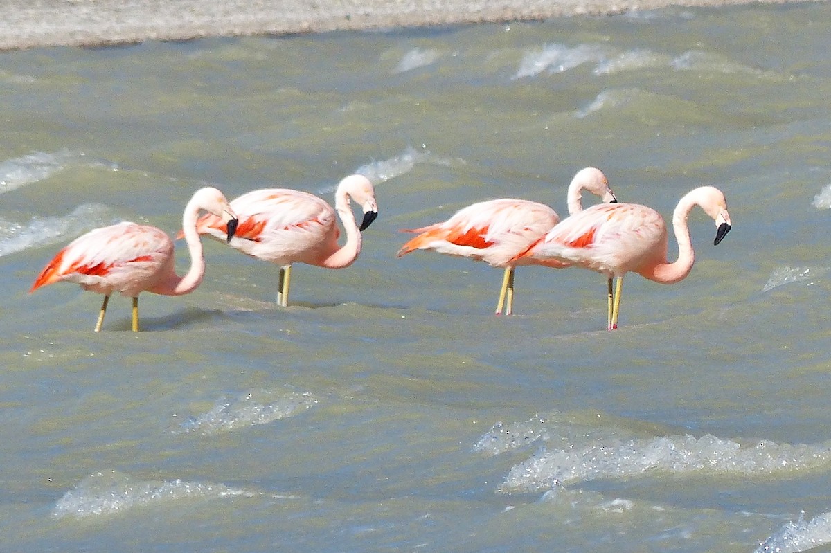 Şili Flamingosu - ML615510139