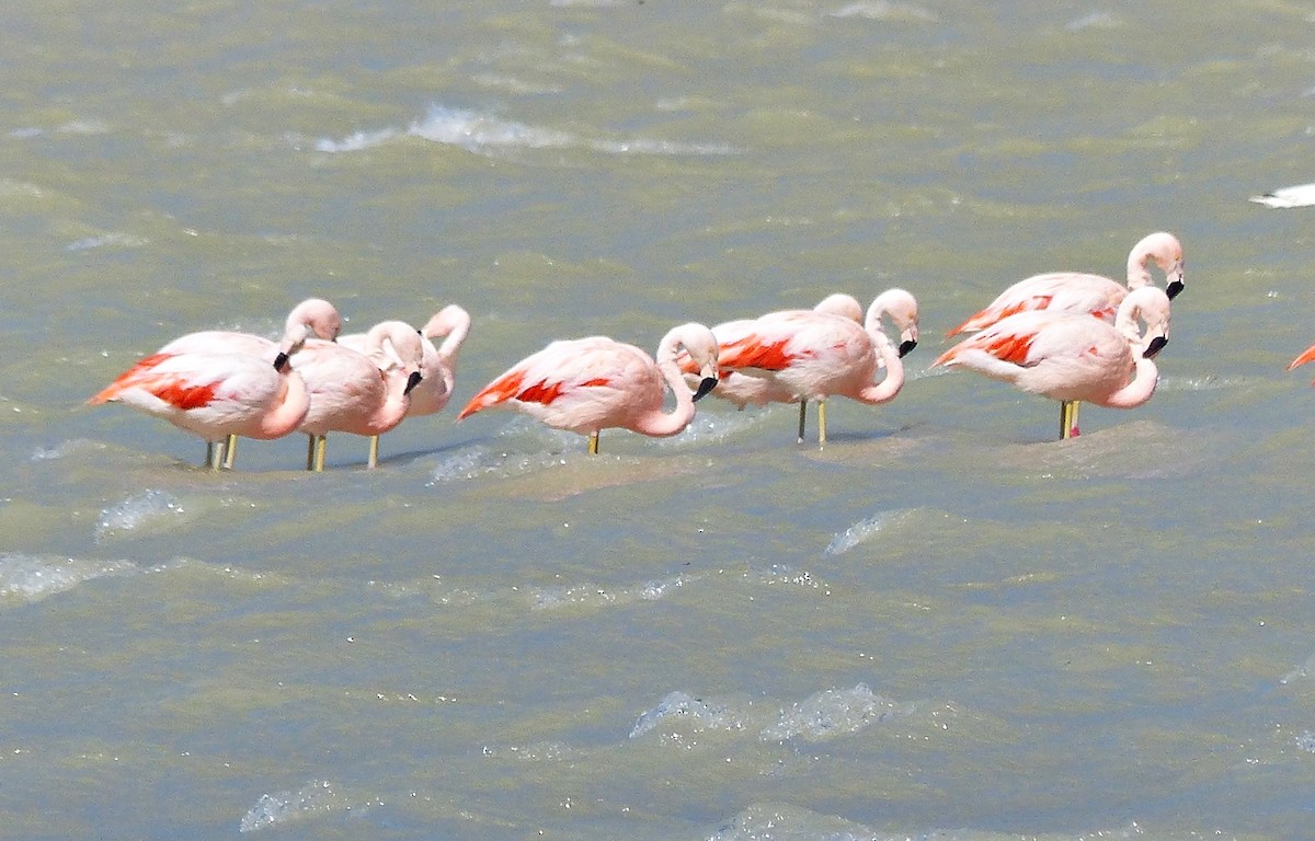 Chilean Flamingo - ML615510142