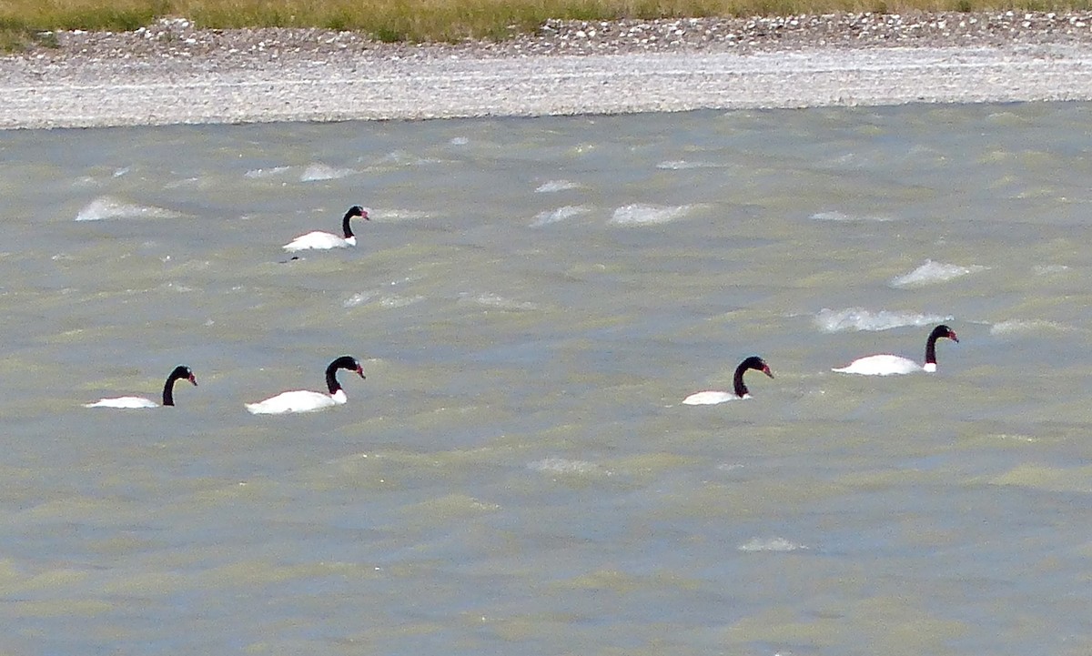 Black-necked Swan - ML615510167