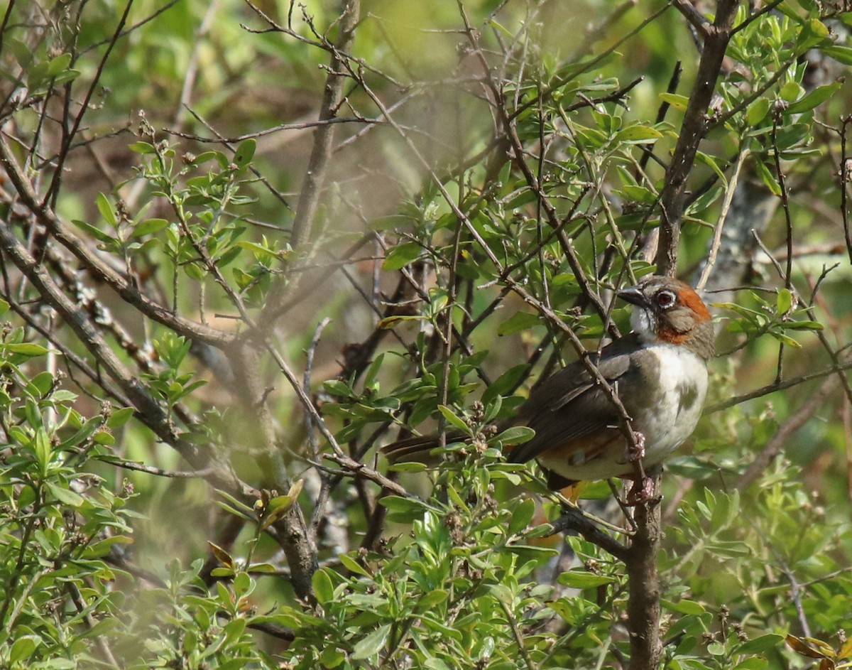 Rusty-crowned Ground-Sparrow - ML615510191