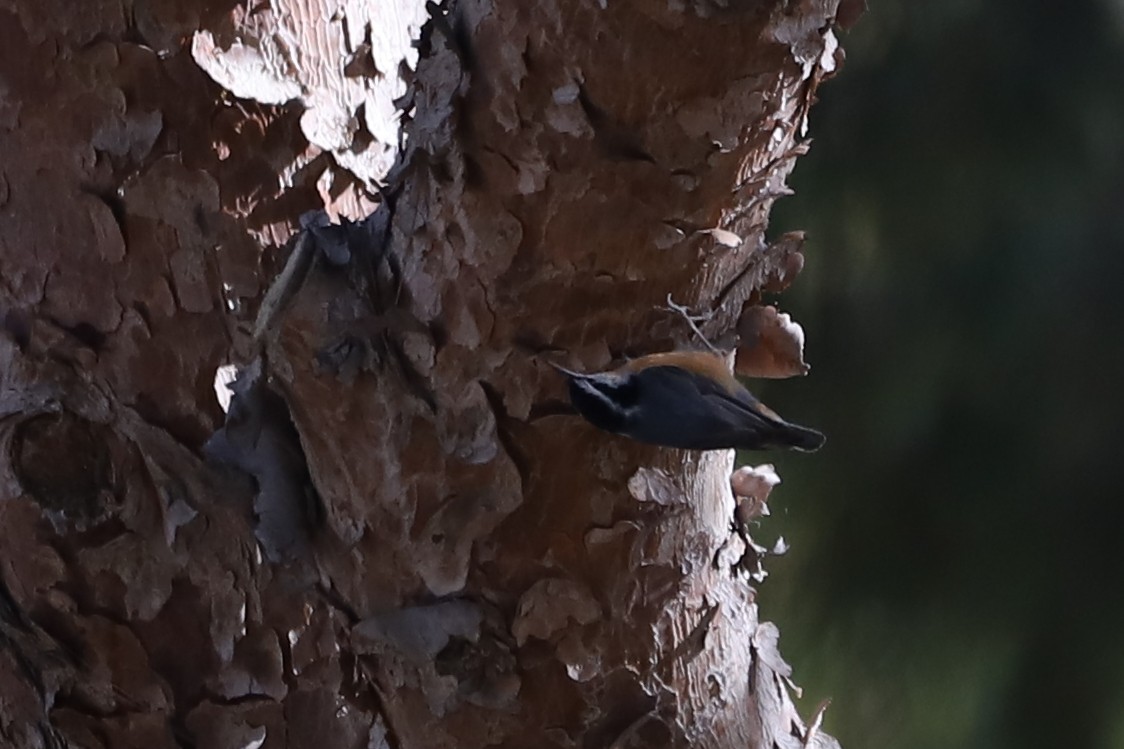 Red-breasted Nuthatch - ML615510466