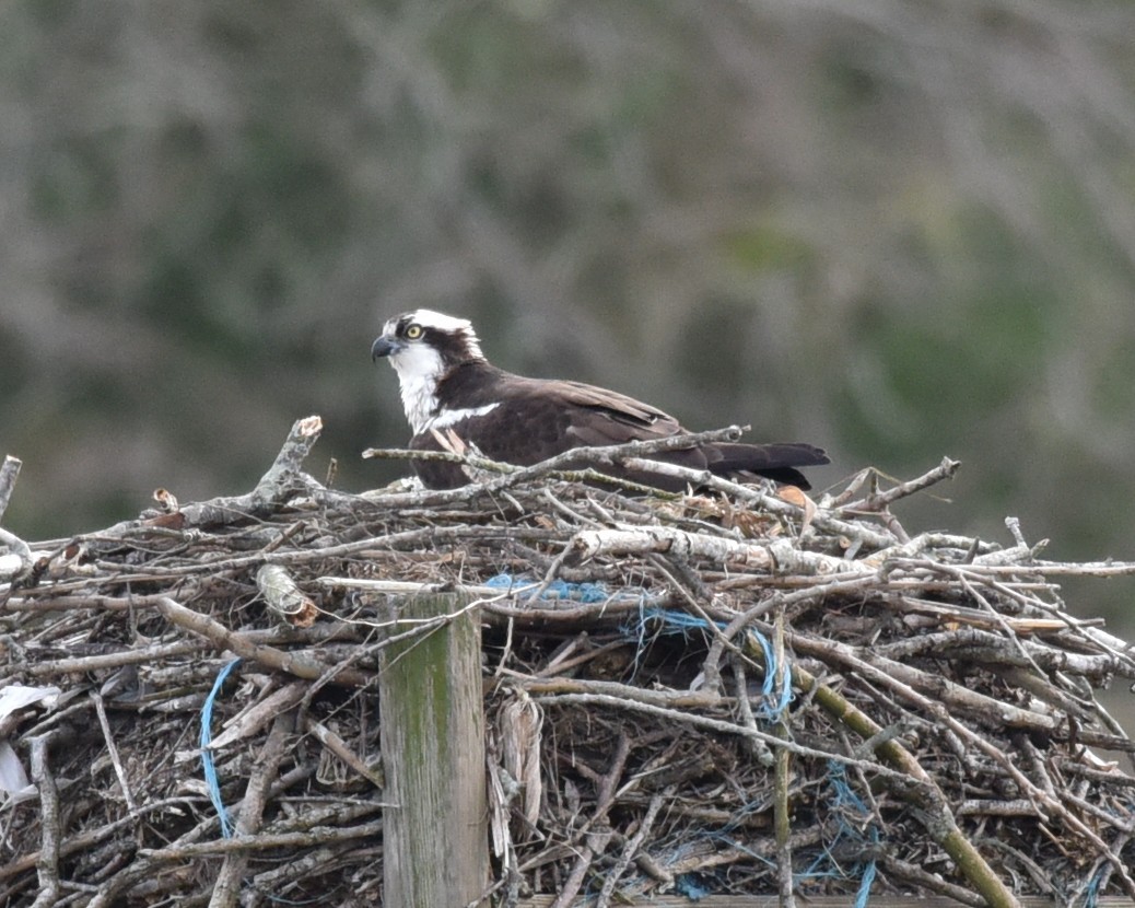 EBird Checklist 1 Mar 2024 Manor House Seaford Delaware US 38   1200