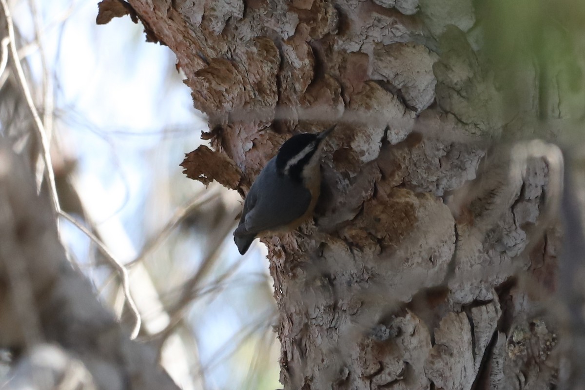 Red-breasted Nuthatch - ML615510500