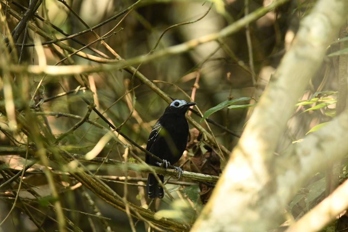 Bare-crowned Antbird - ML615510577