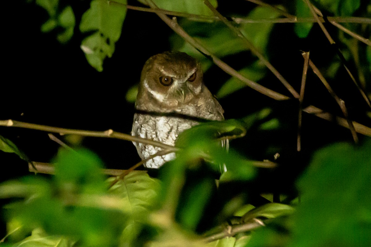 Puerto Rican Owl - Marilyn Henry