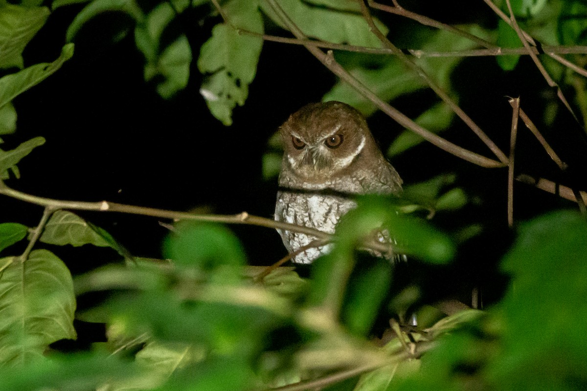 Puerto Rican Owl - ML615510607