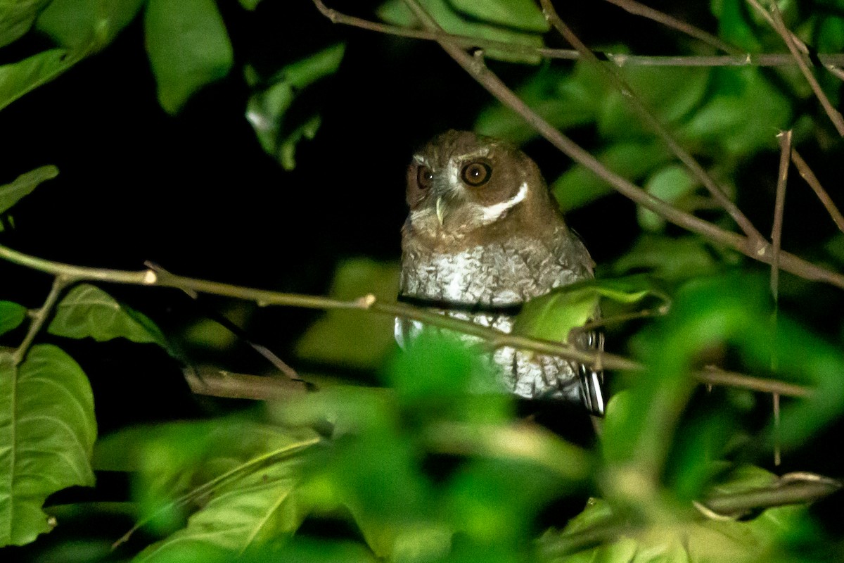 Puerto Rican Owl - ML615510608