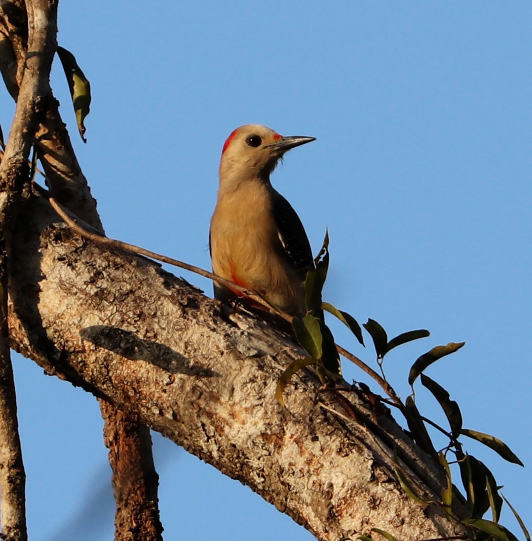 Golden-fronted Woodpecker - ML615510711