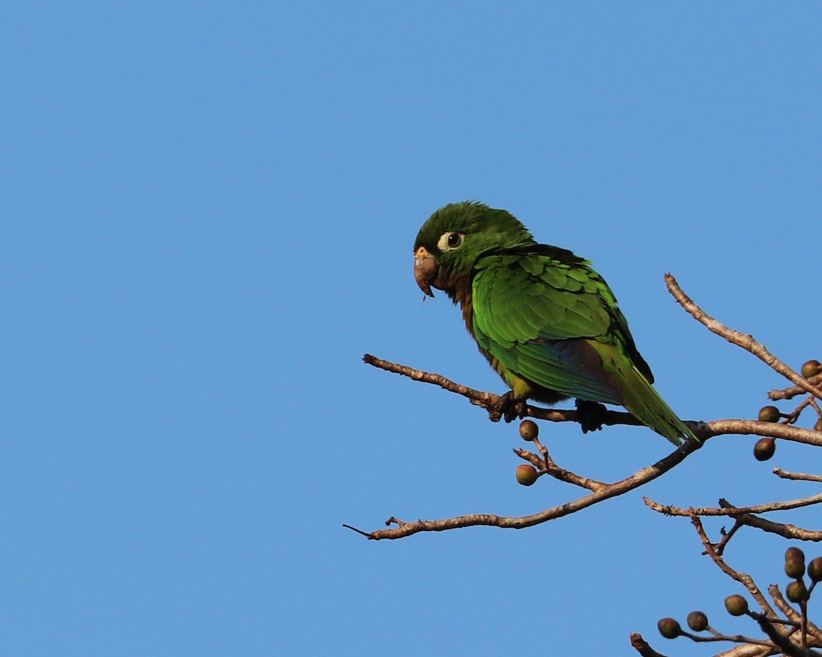 Olive-throated Parakeet - Dmitrii Travin
