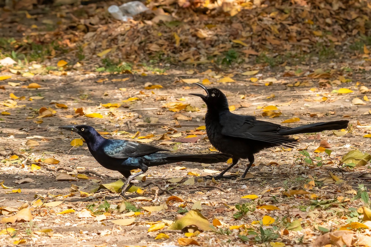 Great-tailed Grackle - ML615510822