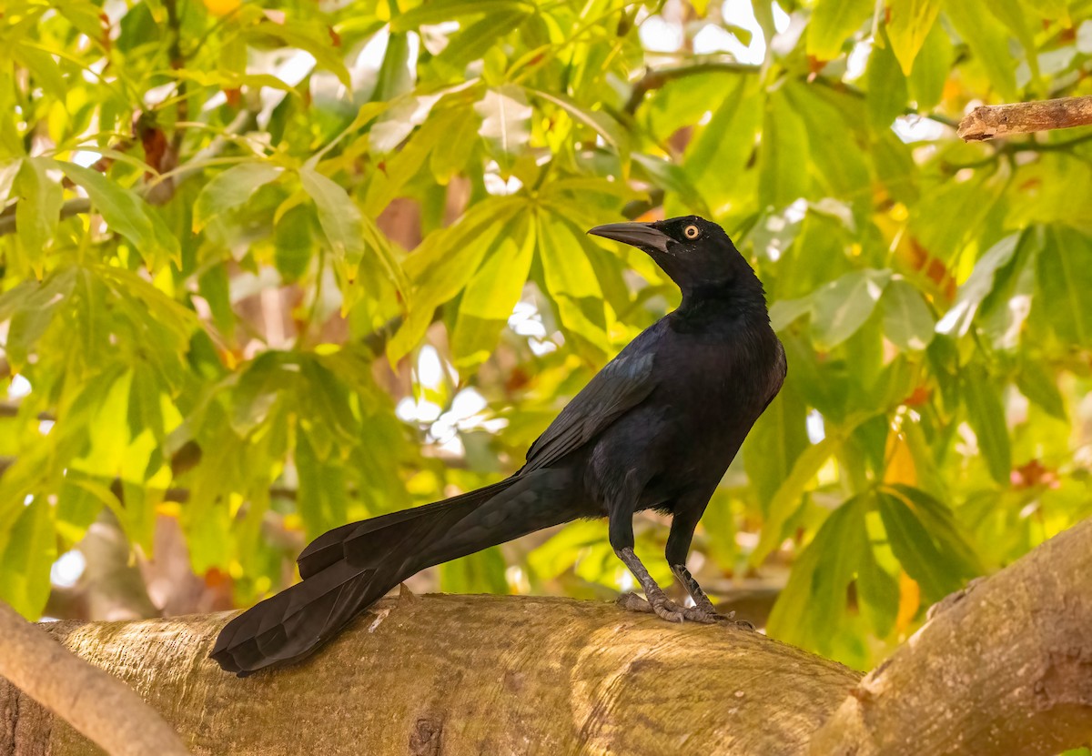Great-tailed Grackle - ML615510823