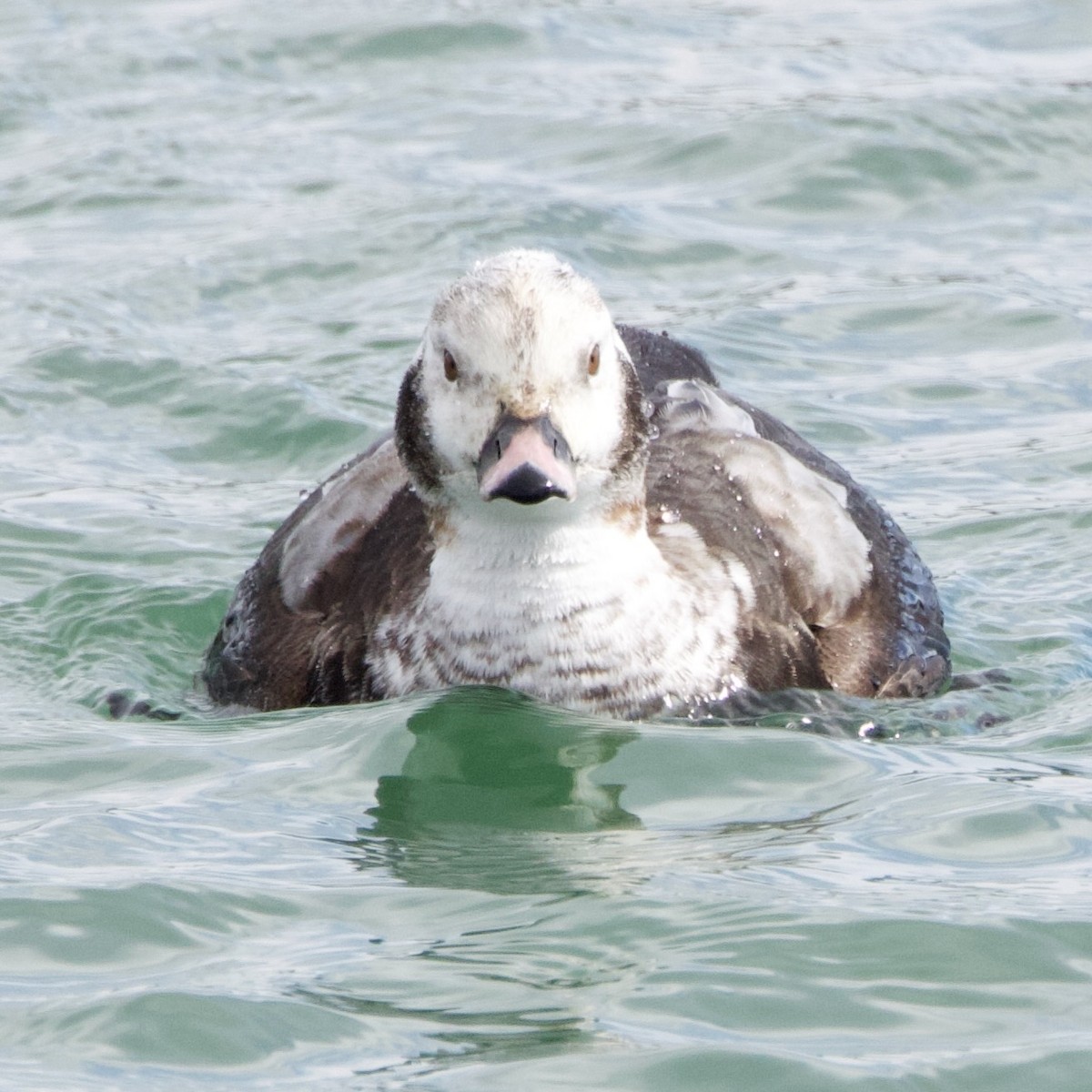 Long-tailed Duck - ML615510834